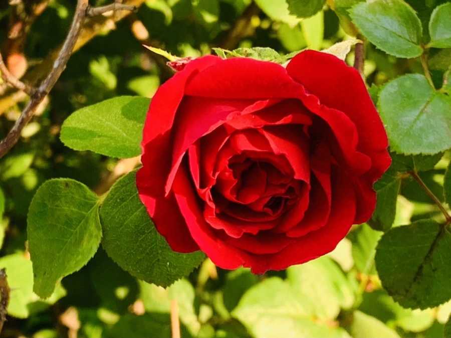 IMG_4096.jpg?type=w966