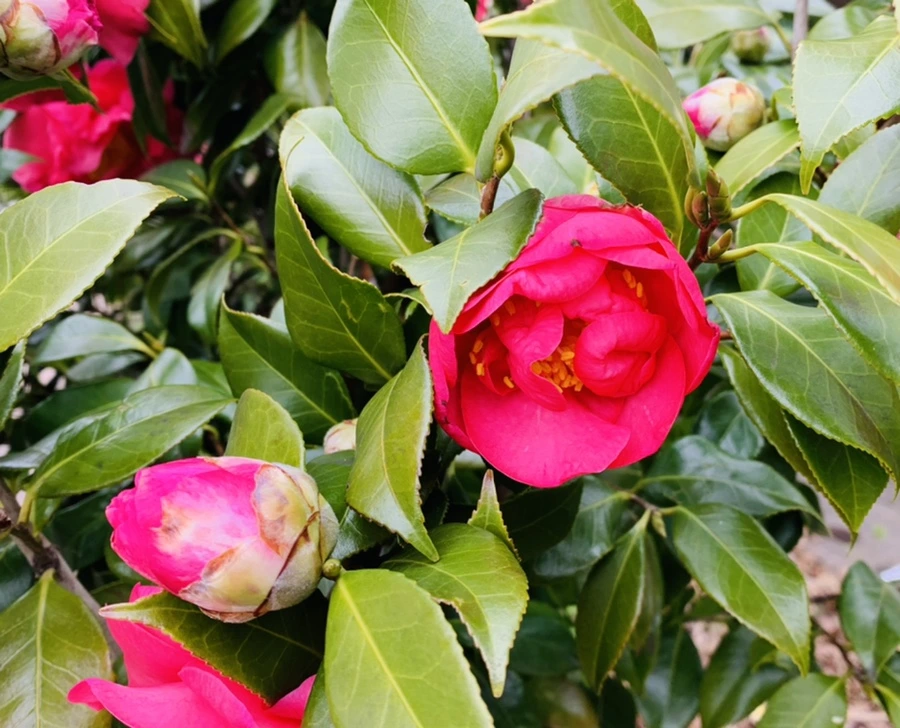 IMG_6642.jpg?type=w966