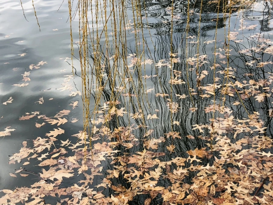 IMG_3953.jpg?type=w966