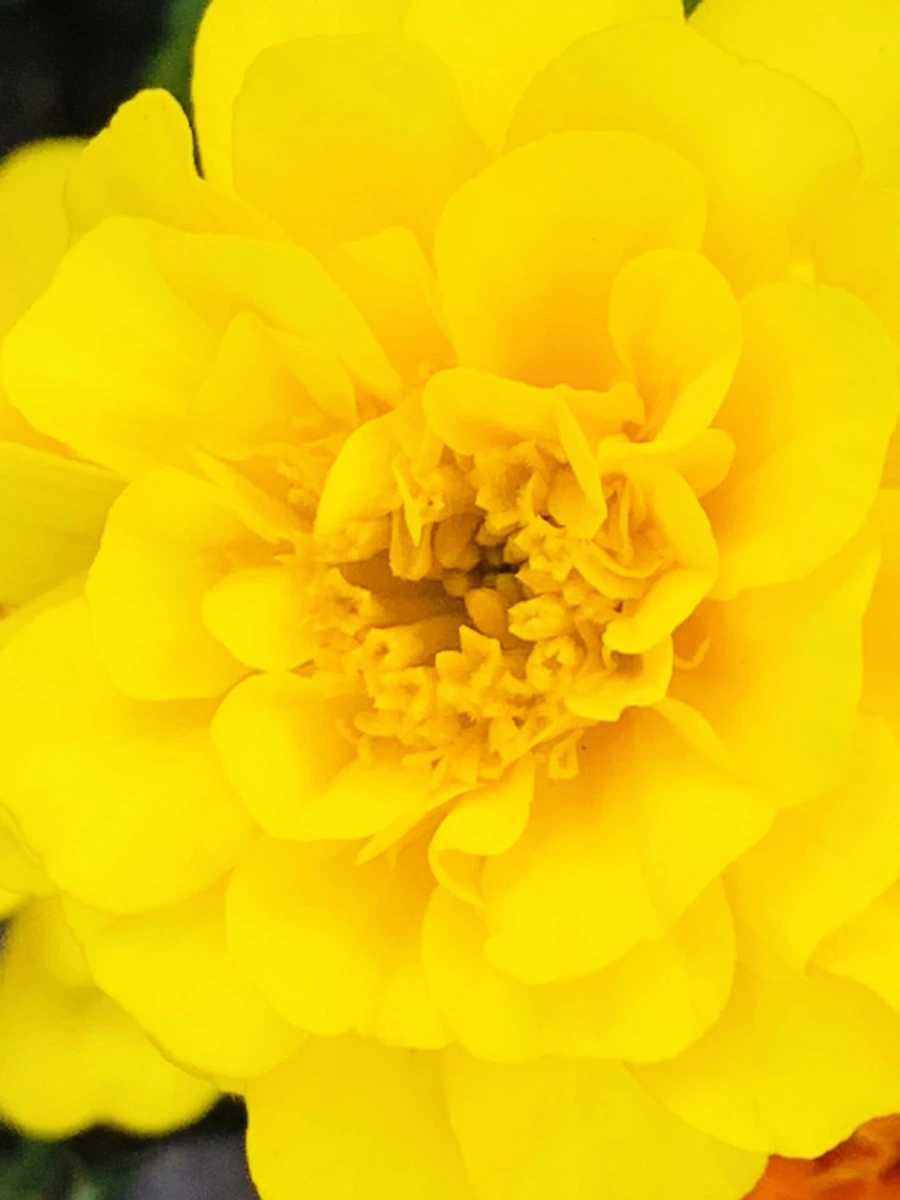 IMG_8357.jpg?type=w966