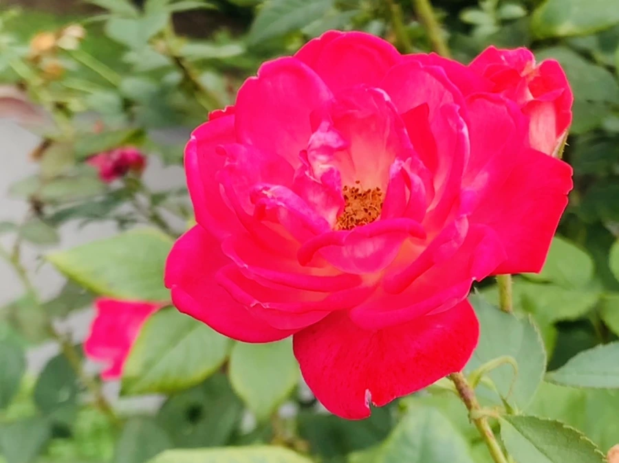 IMG_5008.jpg?type=w966