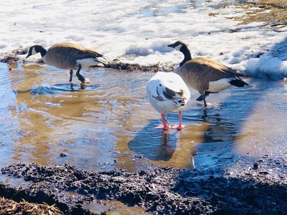 IMG_4543.jpg?type=w966