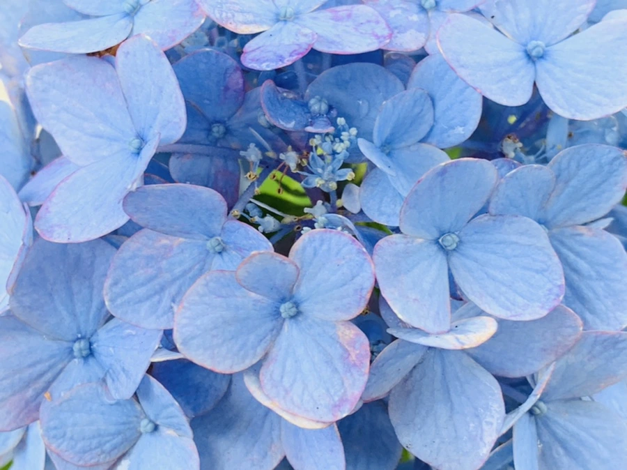 IMG_9036.jpg?type=w966