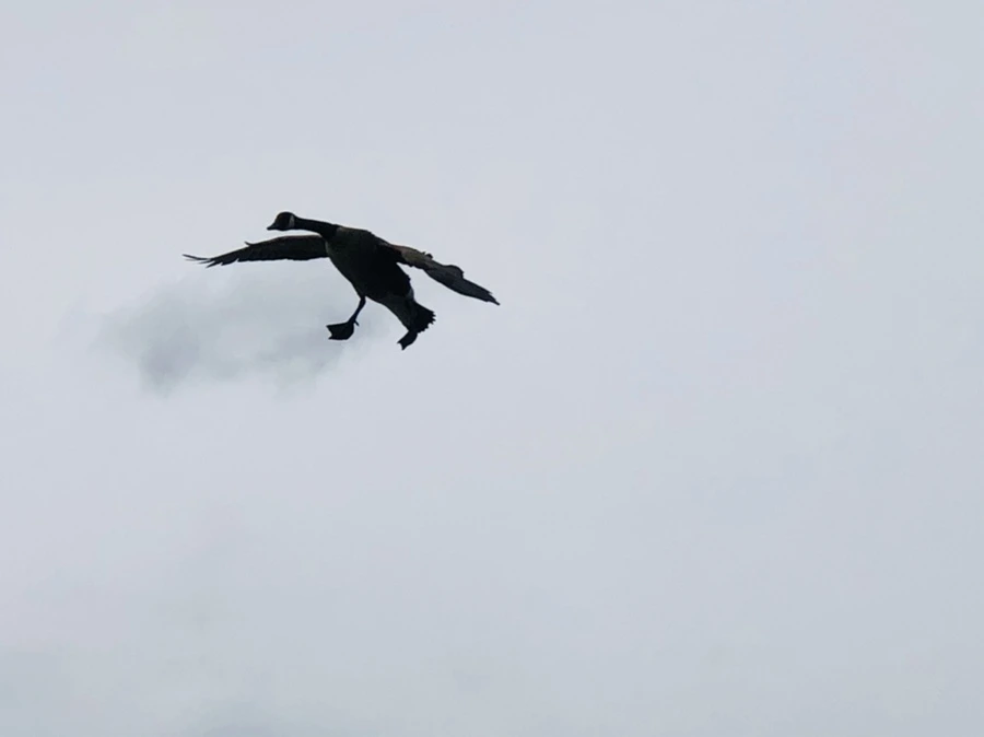 IMG_6065.jpg?type=w966