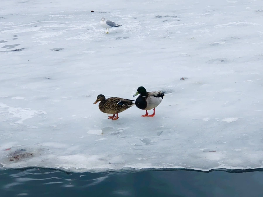 IMG_6286.jpg?type=w966