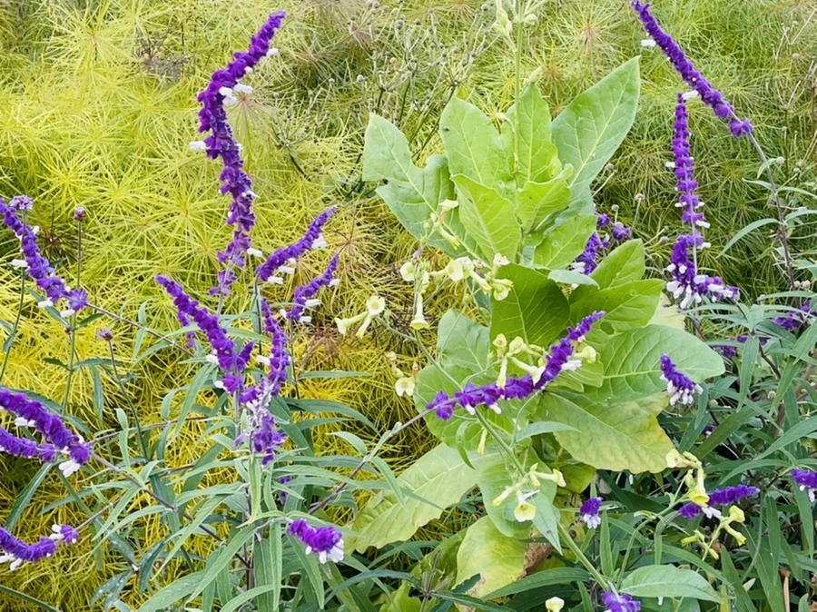 IMG_1277.jpg?type=w966