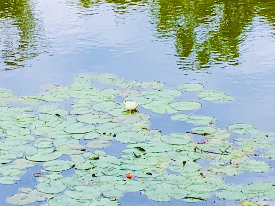 IMG_5165.jpg?type=w966