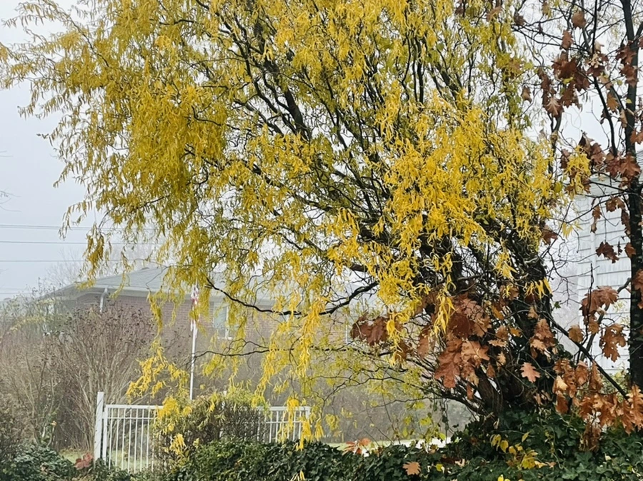 IMG_6421.jpg?type=w966