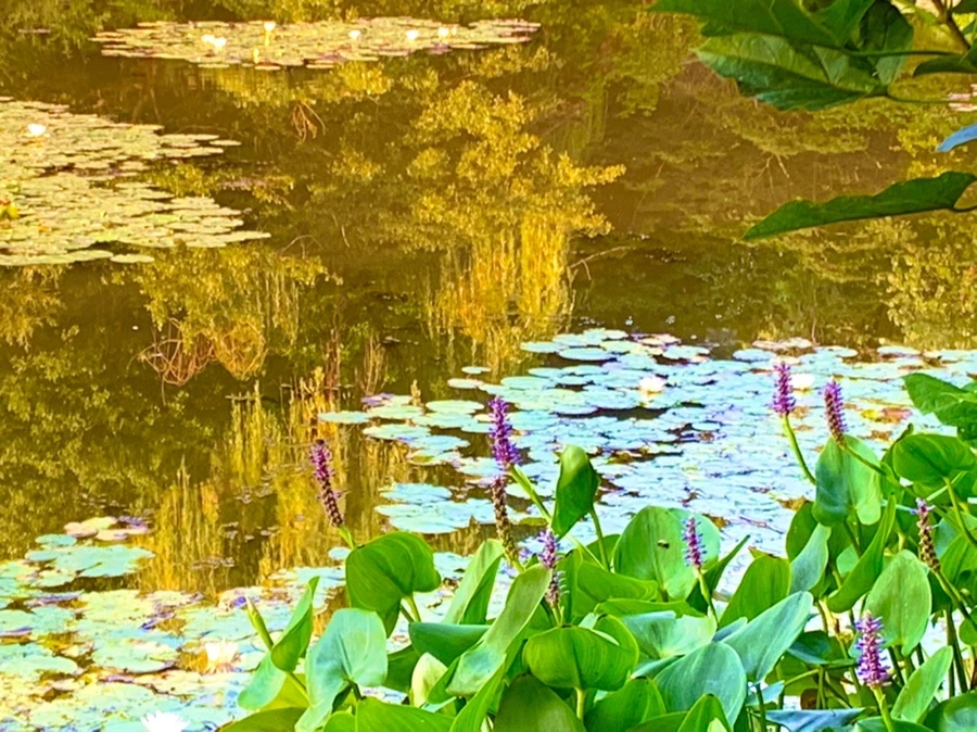 IMG_1062.jpg?type=w966