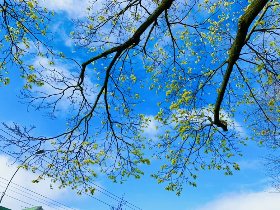 IMG_1502.jpg?type=w966