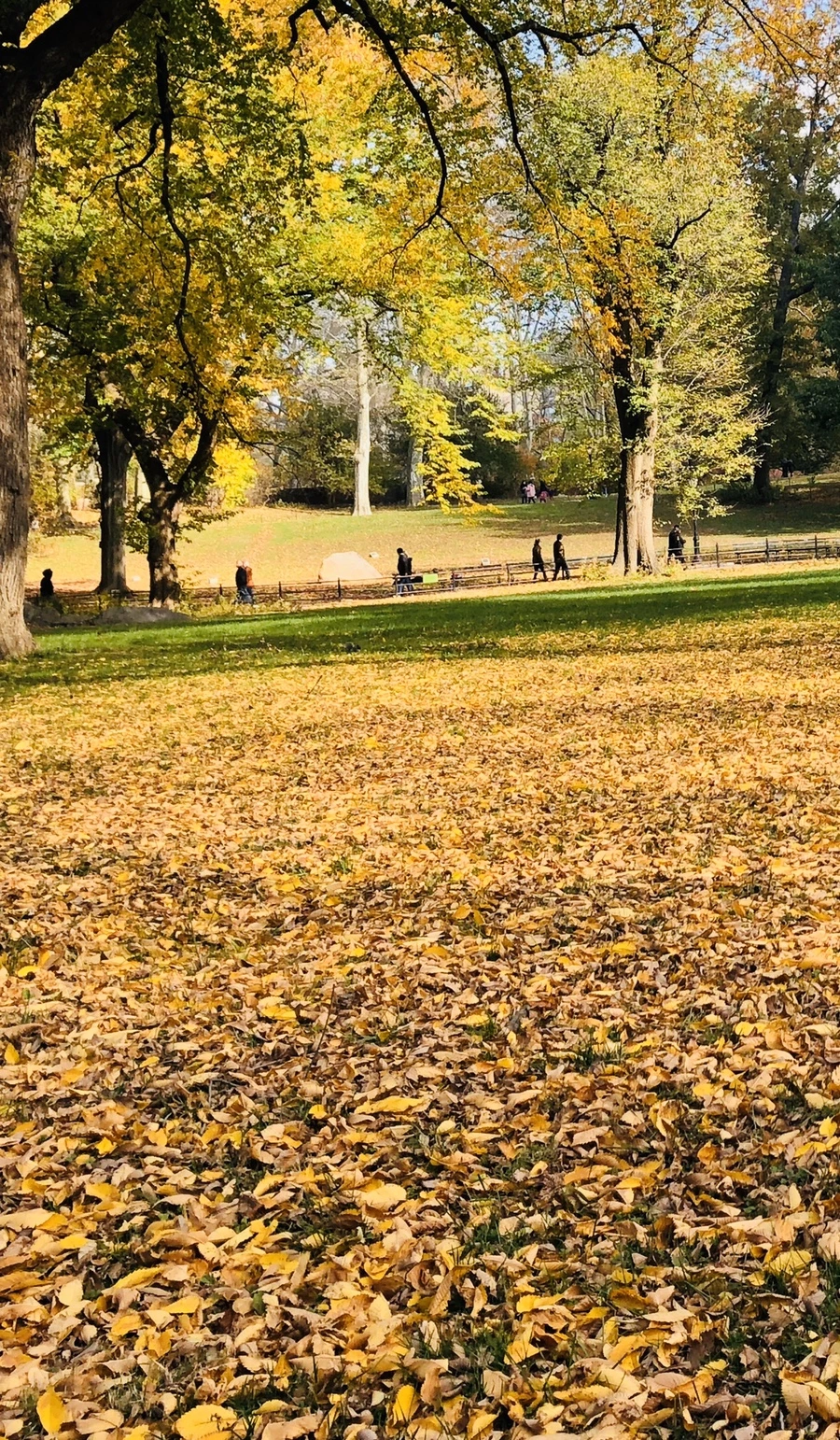 IMG_1770.jpg?type=w966