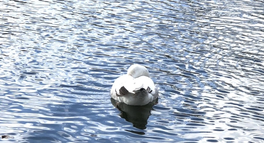 h7_lYIVZubfYMdkeuY2AOli6yjY