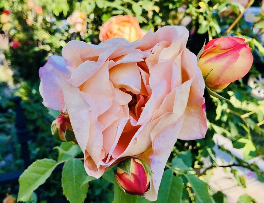 M3KP7aW-eDlMKfy9qrIfSQxIEV0