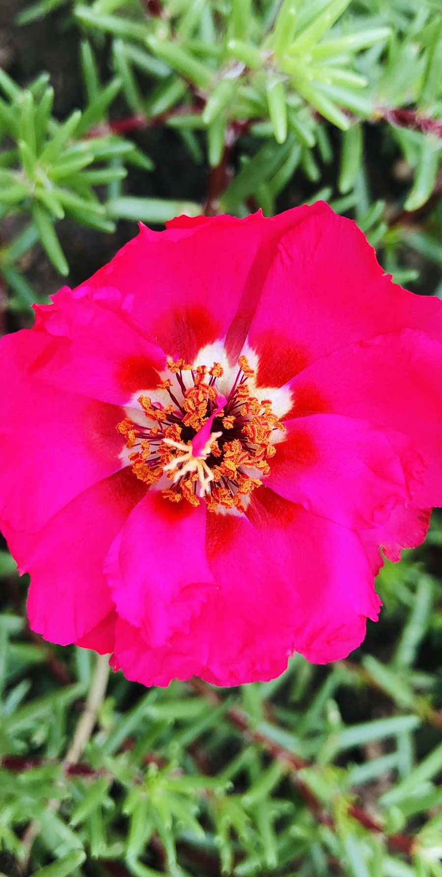 IMG_1271.jpg?type=w966