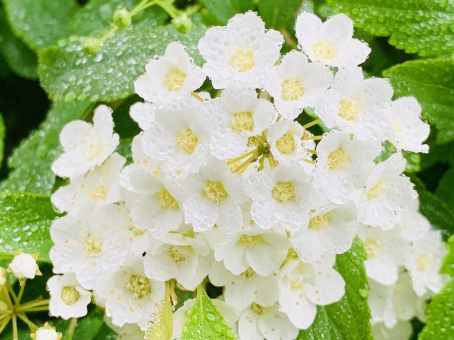 IMG_9733.jpg?type=w966