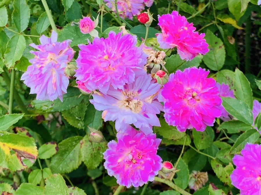 IMG_8698.jpg?type=w966