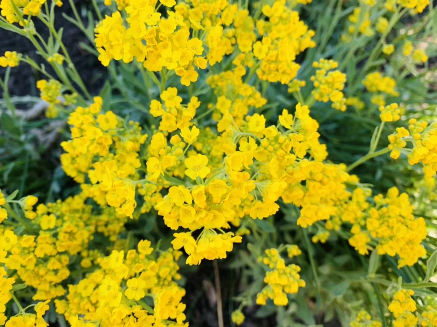 IMG_4156.jpg?type=w966