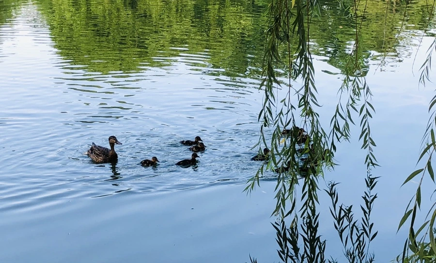 IMG_1111.jpg?type=w966