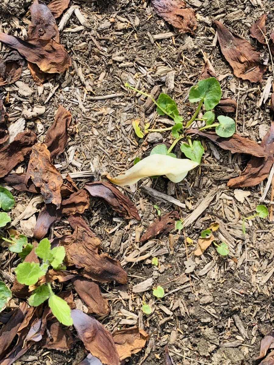 IMG_7009.jpg?type=w966