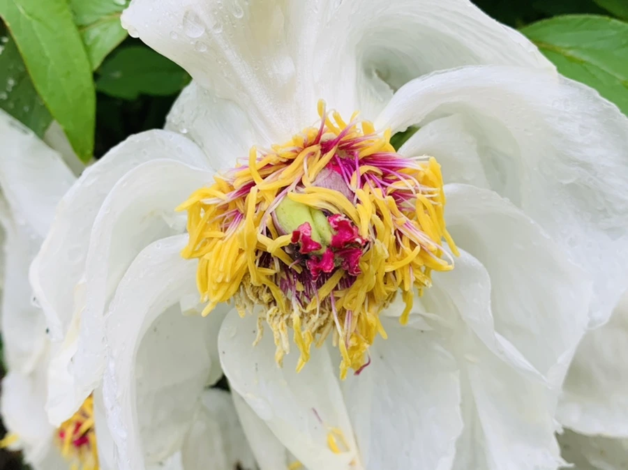 IMG_9313.jpg?type=w966