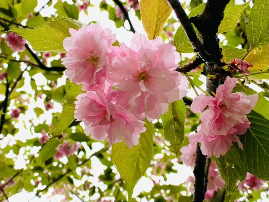 IMG_9771.jpg?type=w966