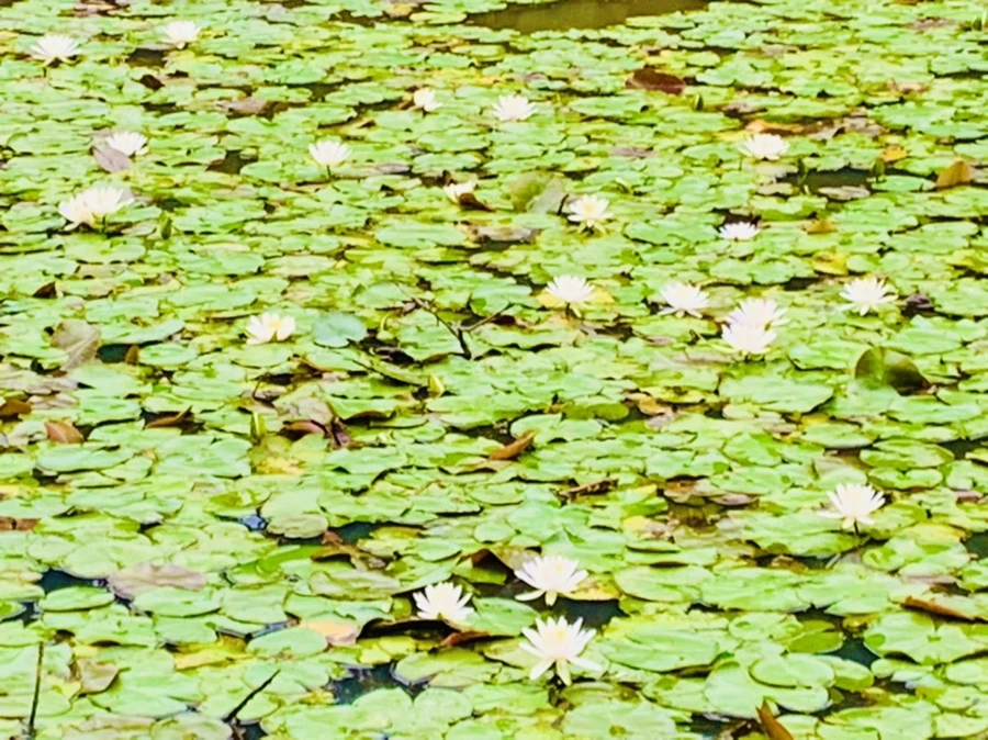 IMG_7166.jpg?type=w966