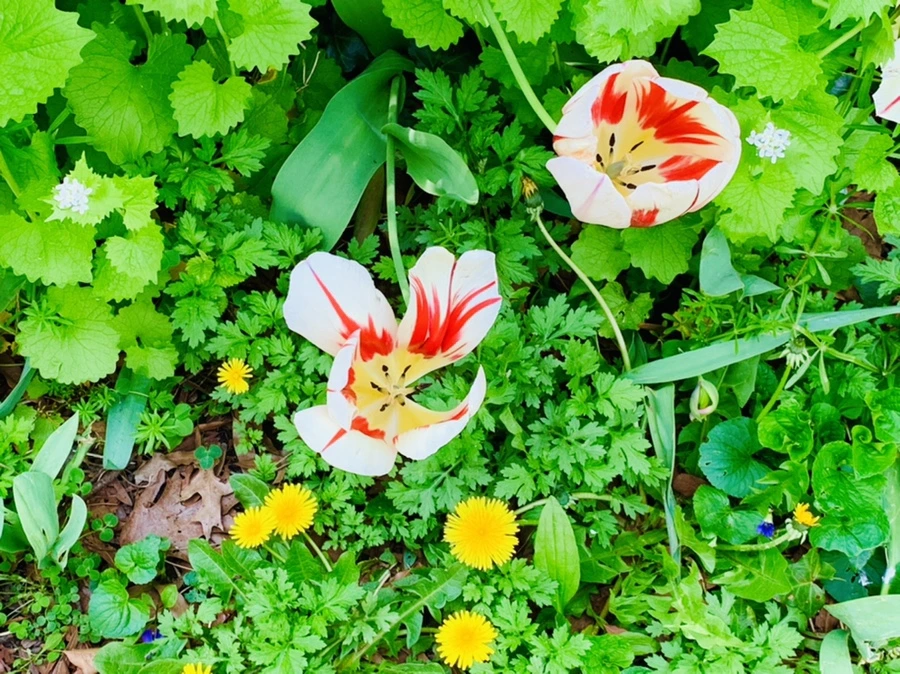 IMG_7019.jpg?type=w966