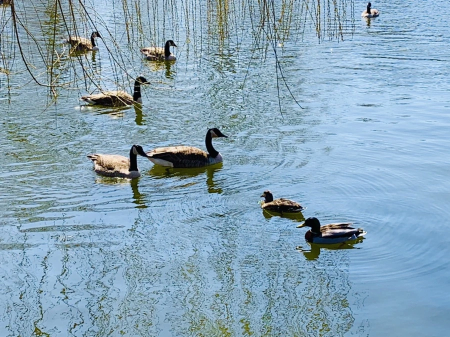 IMG_3119.jpg?type=w966