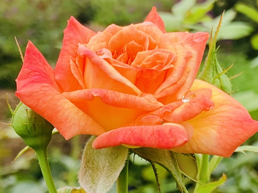 IMG_6232.jpg?type=w966