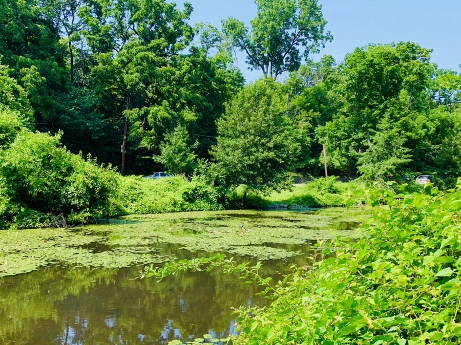 IMG_1364.jpg?type=w966