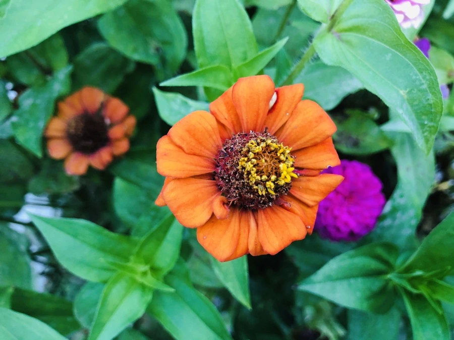 IMG_3649.jpg?type=w966