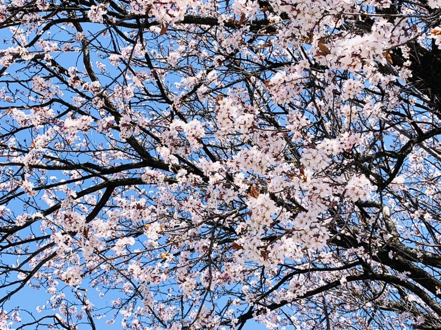 IMG_7982.jpg?type=w966