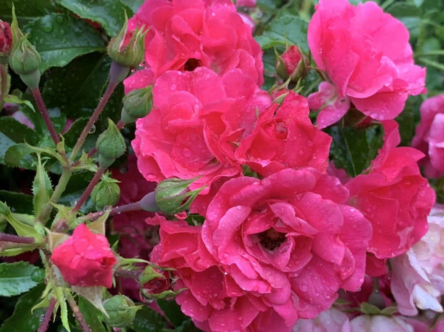 IMG_6217.jpg?type=w966