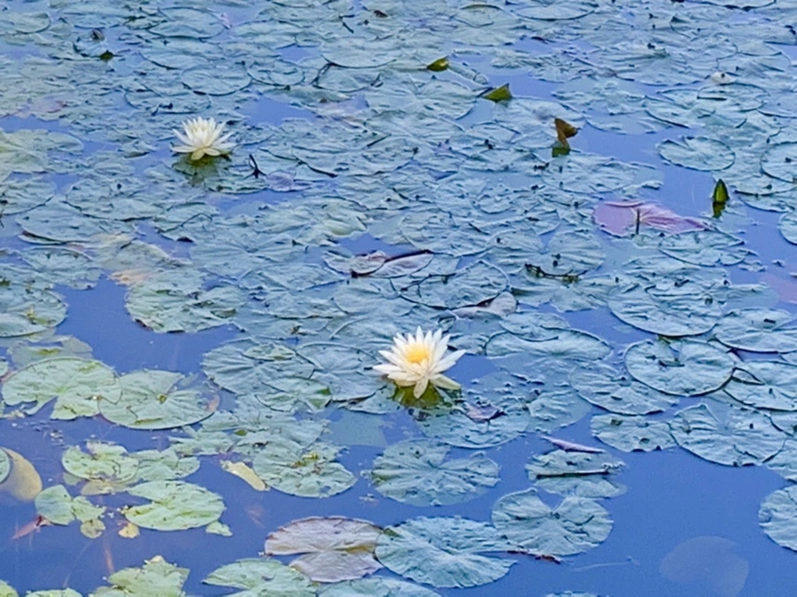 IMG_1906.jpg?type=w966