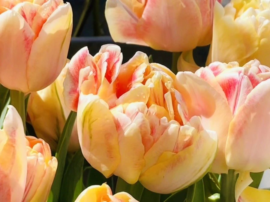 IMG_1407.jpg?type=w966