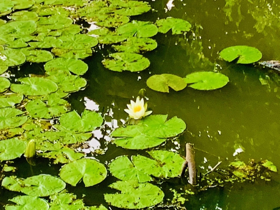 IMG_7809.jpg?type=w966