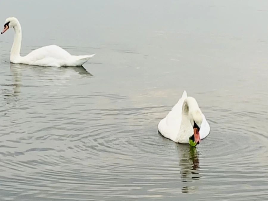 IMG_0309.jpg?type=w966