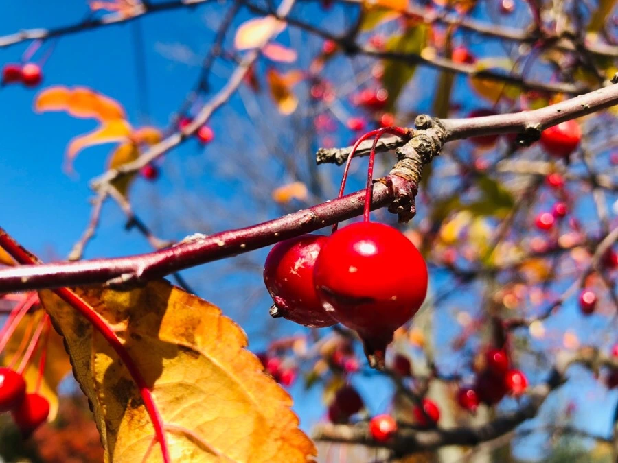 IMG_7488.jpg?type=w966