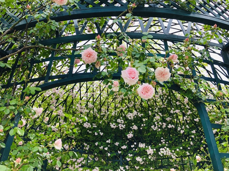 IMG_5701.jpg?type=w966