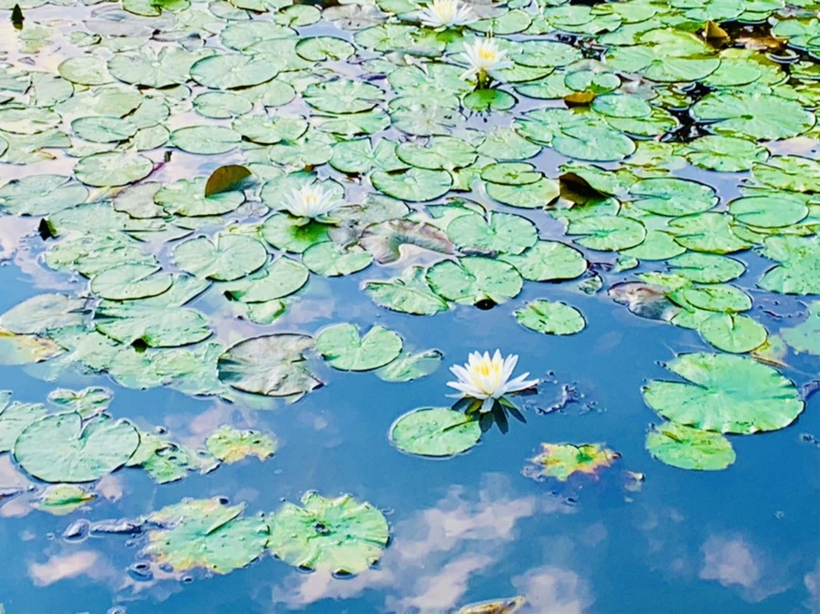 IMG_5847.jpg?type=w966