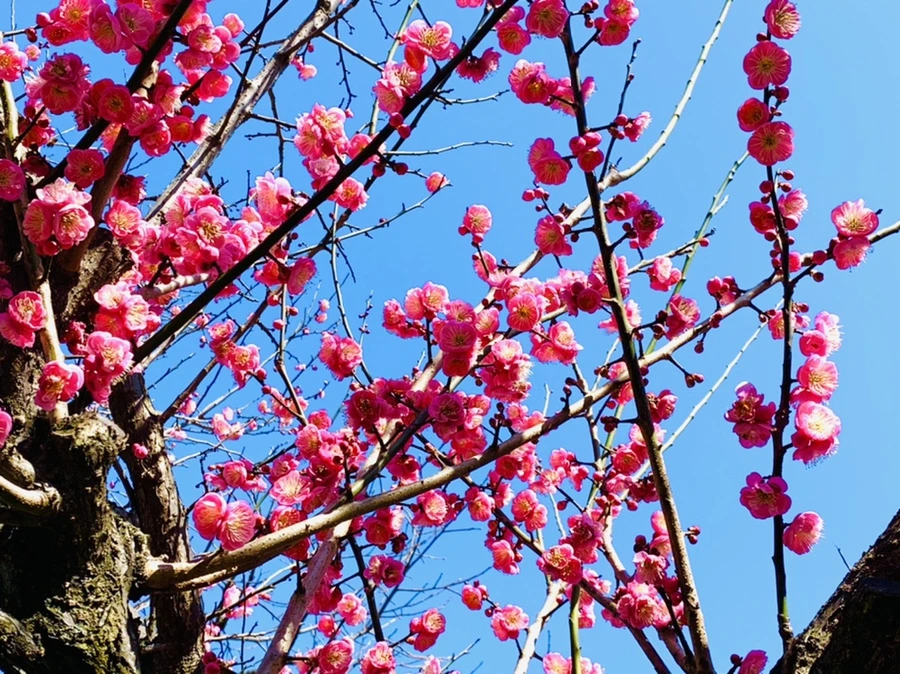 IMG_2993.jpg?type=w966