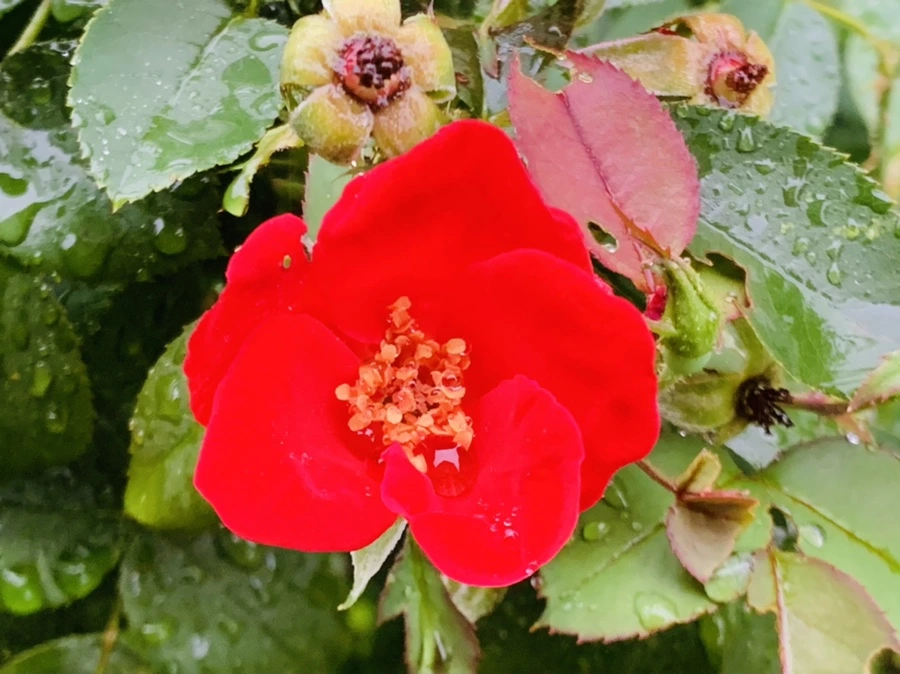 IMG_3723.jpg?type=w966