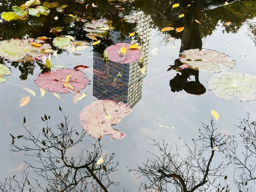 IMG_1262.jpg?type=w966