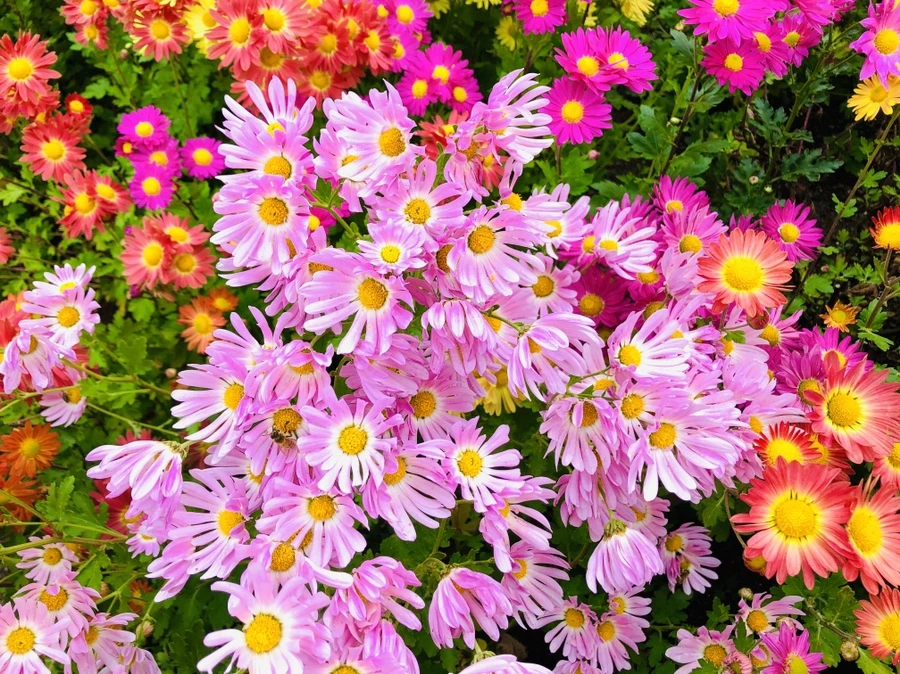 IMG_2513.jpg?type=w966