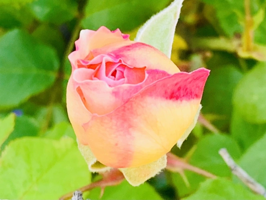 IMG_3591.jpg?type=w966