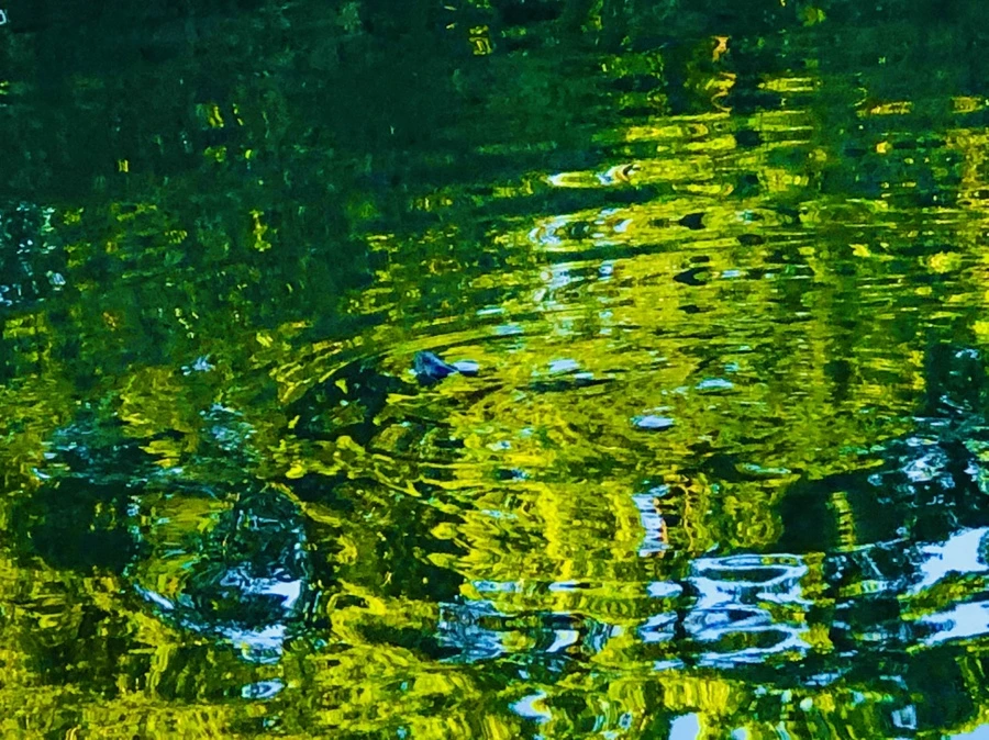 IMG_2619.jpg?type=w966