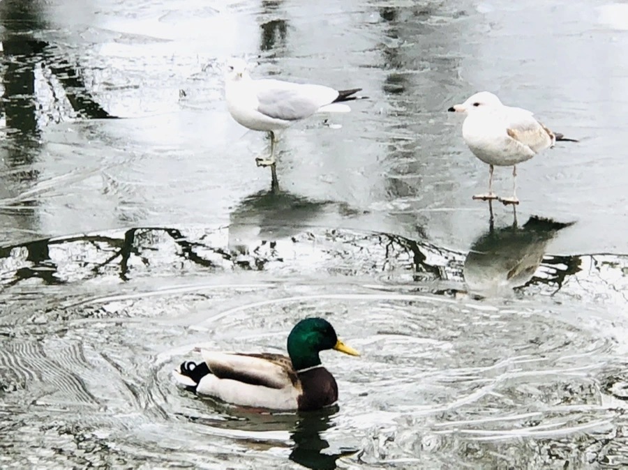 IMG_8971.jpg?type=w966