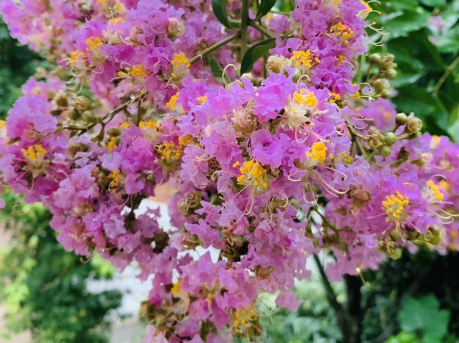 IMG_3705.jpg?type=w966