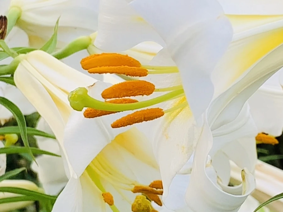 IMG_5646.jpg?type=w966