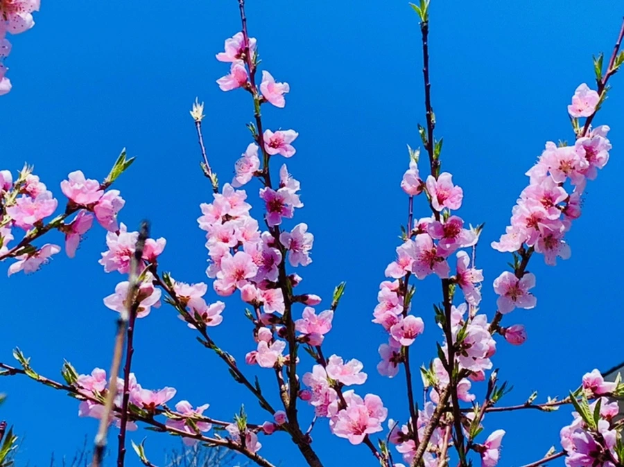 IMG_8171.jpg?type=w966